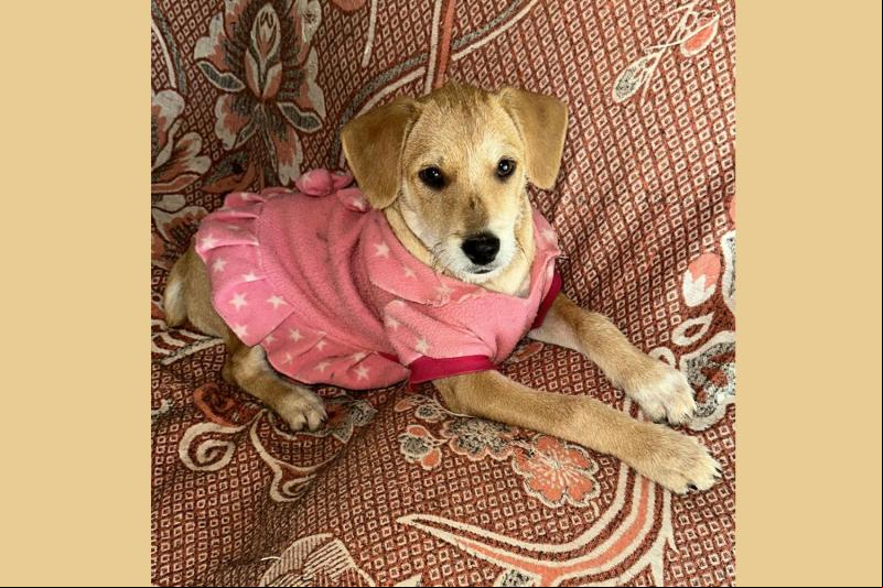 Associação Amigos dos Animais arrecada cobertores e roupas para cães